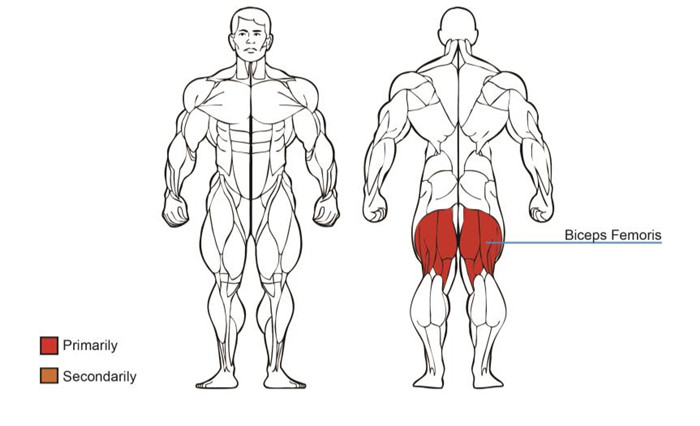 大腿屈伸抖奶黄色短视频APP肌肉图