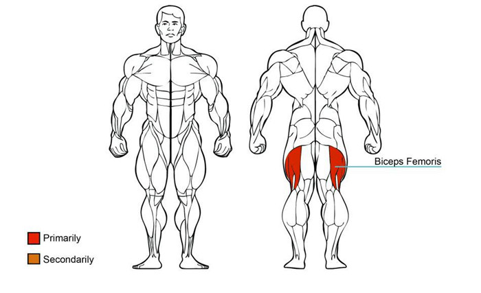 大腿外展抖奶黄色短视频APP肌肉图